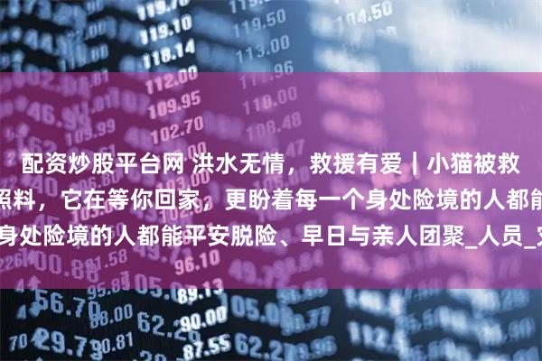 配资炒股平台网 洪水无情，救援有爱｜小猫被救后，已交由中小保悉心照料，它在等你回家，更盼着每一个身处险境的人都能平安脱险、早日与亲人团聚_人员_灾难_生命